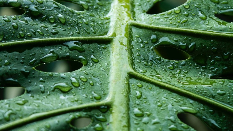 Листья макро