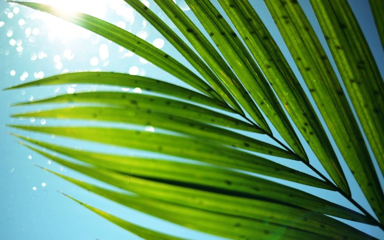 Ветка пальмы