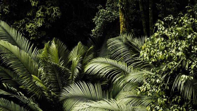 Листья тропики