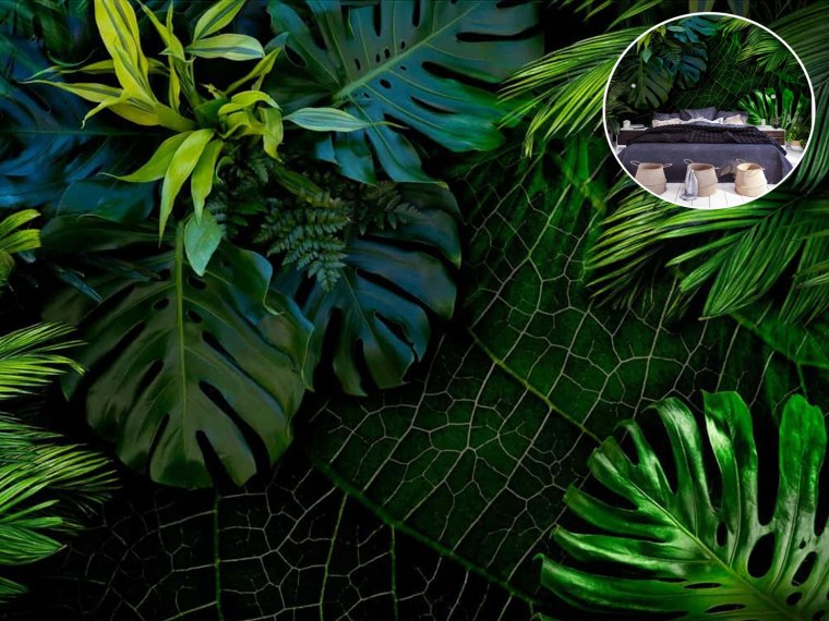 Монстера в джунглях