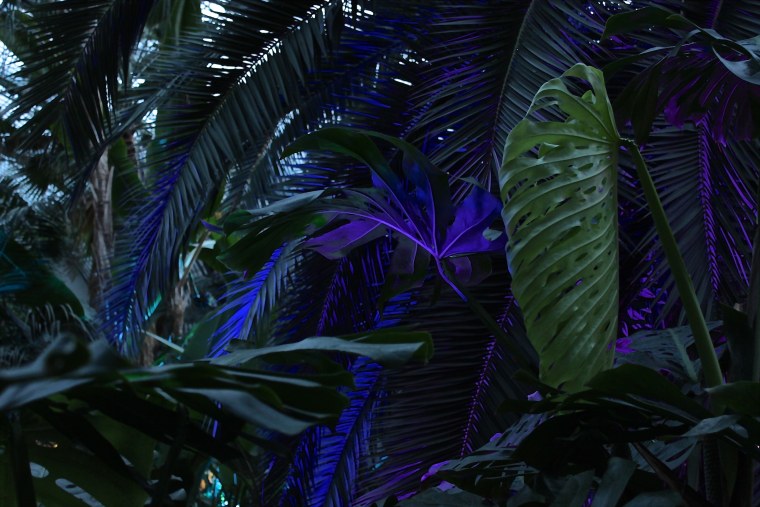 Тропические листья