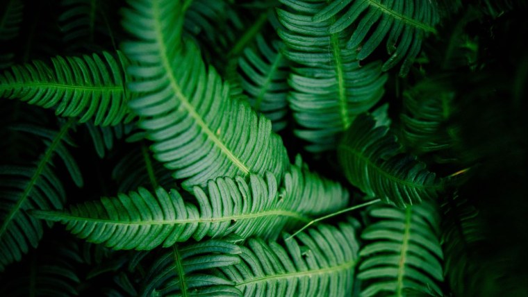 Лист папоротника