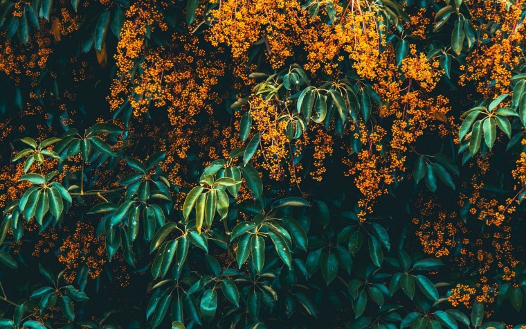 Растения на рабочий стол