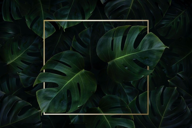 Тропические листья на темном фоне