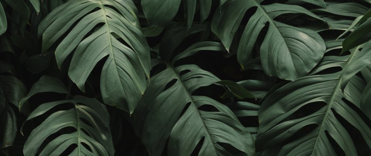 Зелень Эстетика