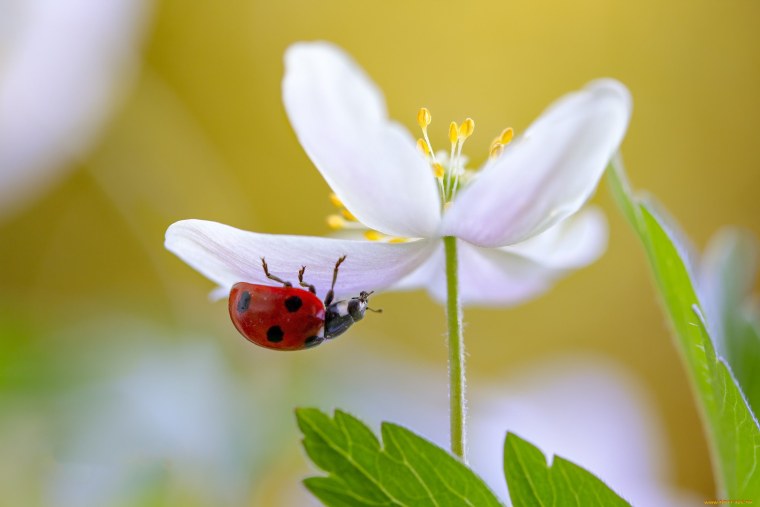 Цветы и насекомые