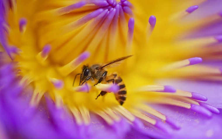 Макросъемка пчела на цветке