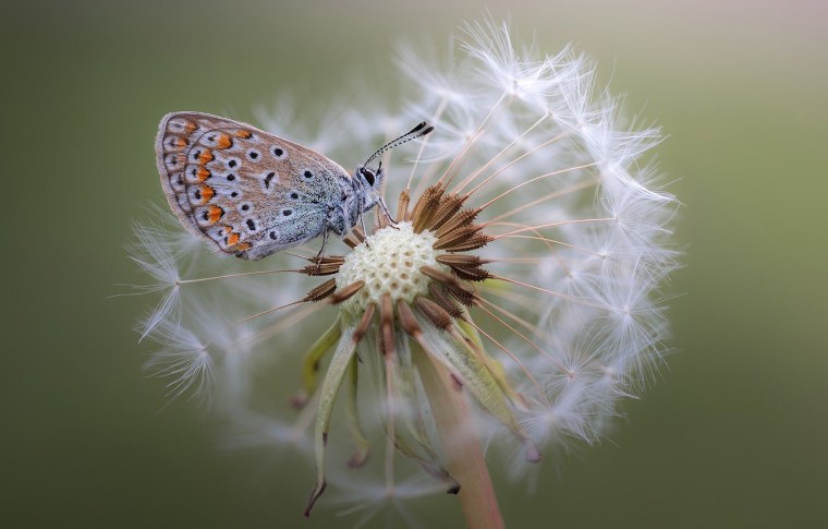 Макромир бабочка