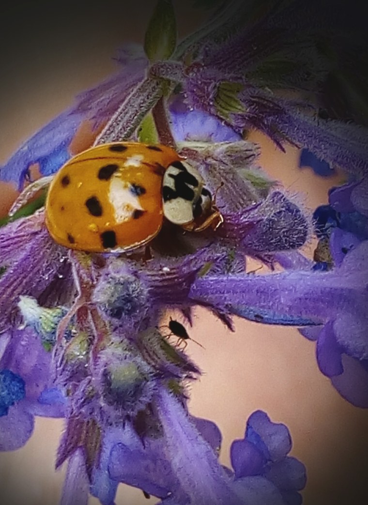 Насекомые на цветах