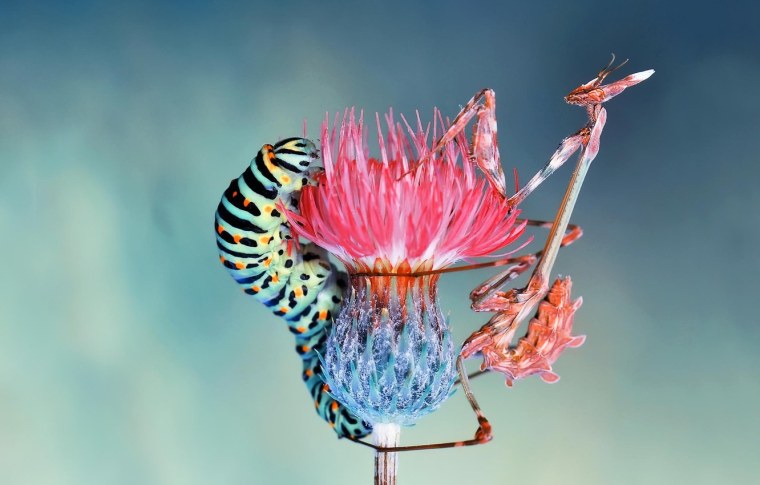 Макрофотография насекомых и цветов