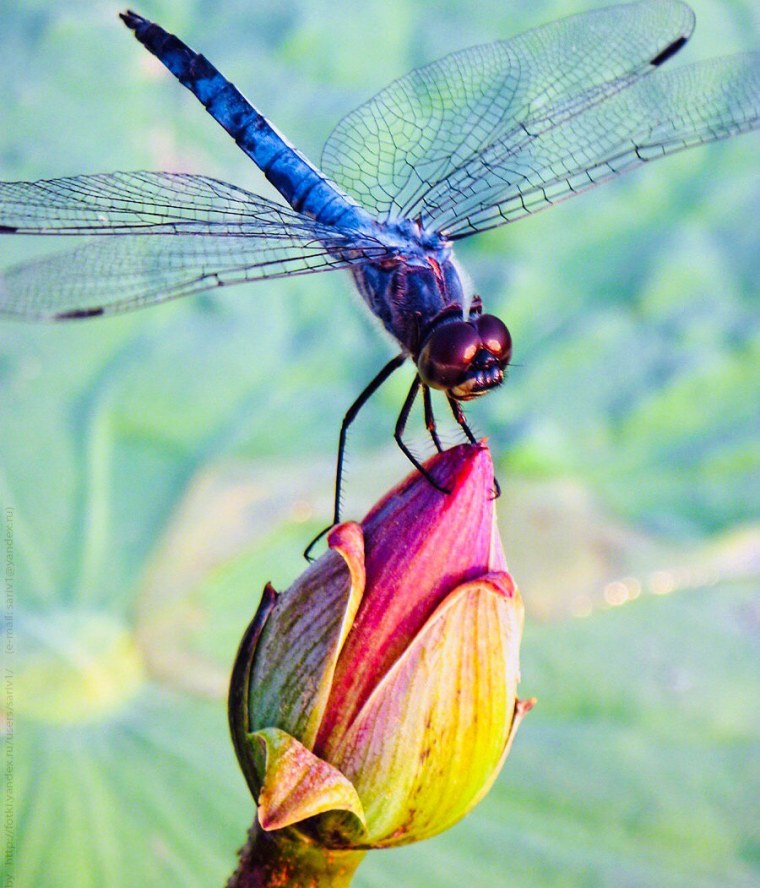 Самые красивые насекомые