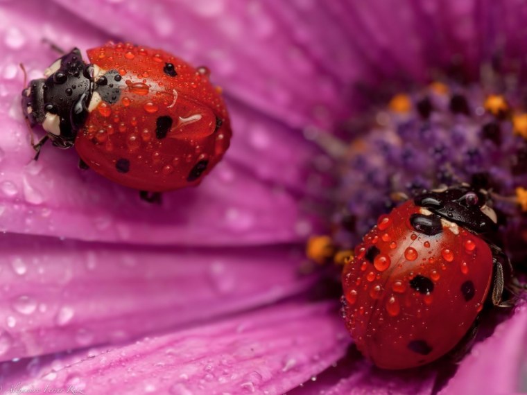 Розовая Божья коровка насекомое