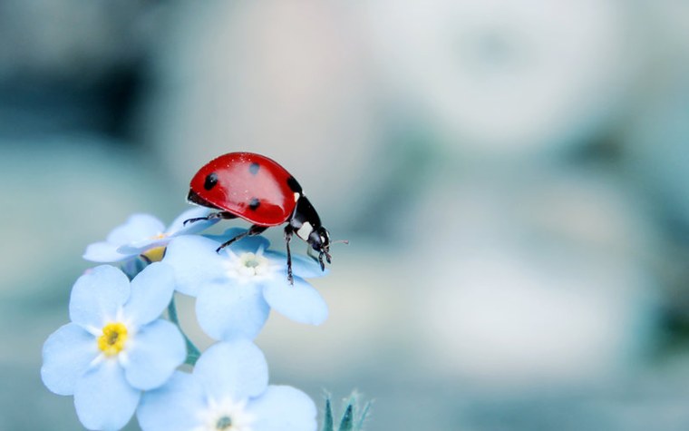 Божьи коровки