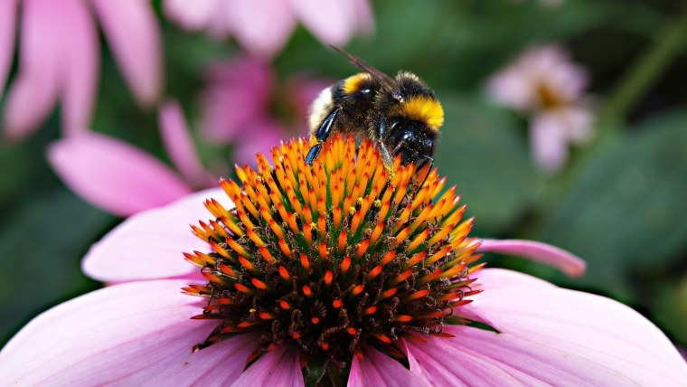 Шмели на цветах