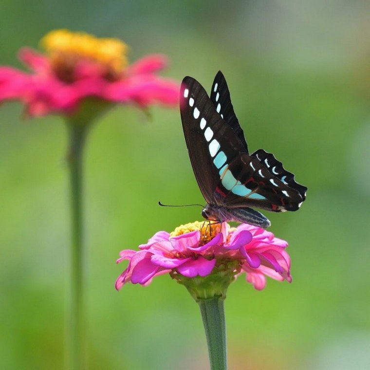 Насекомые на цветах