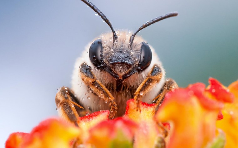 Макромир пчела