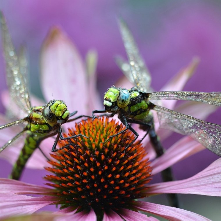 Насекомые на цветах