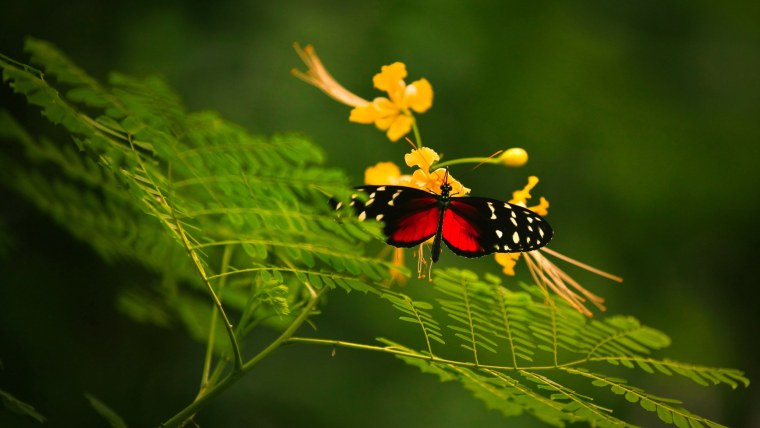 Насекомые в природе