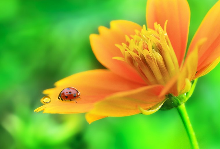 Божья коровка на цветке