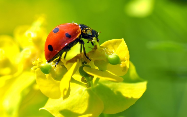 Божья коровка на цветке