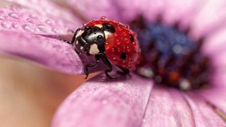 Макросъемка насекомых