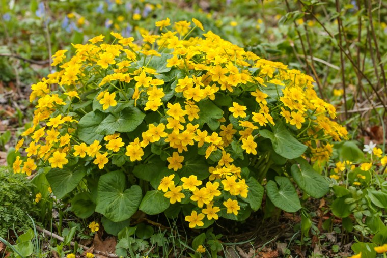 Калужница Болотная - Cltha Palstris