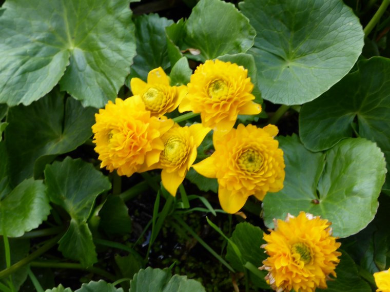 Калужница Болотная Caltha palustris