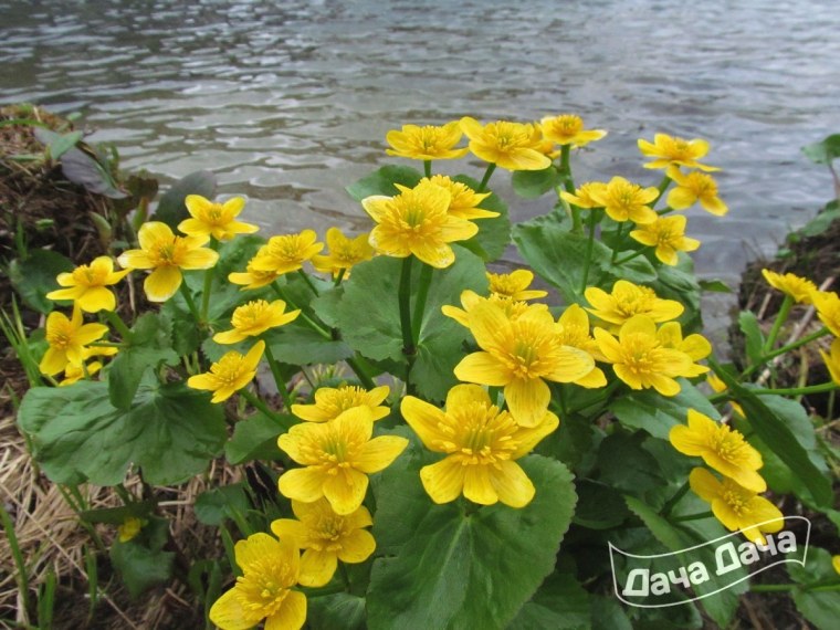 Калужница мухоловколистная