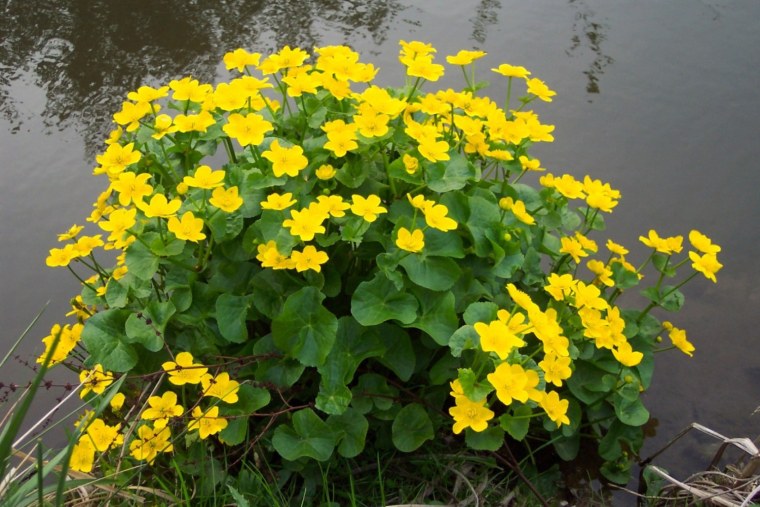 Калужница многолепестная