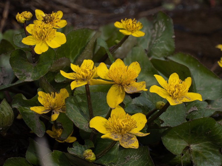 Калужница Болотная - Caltha palustris l.