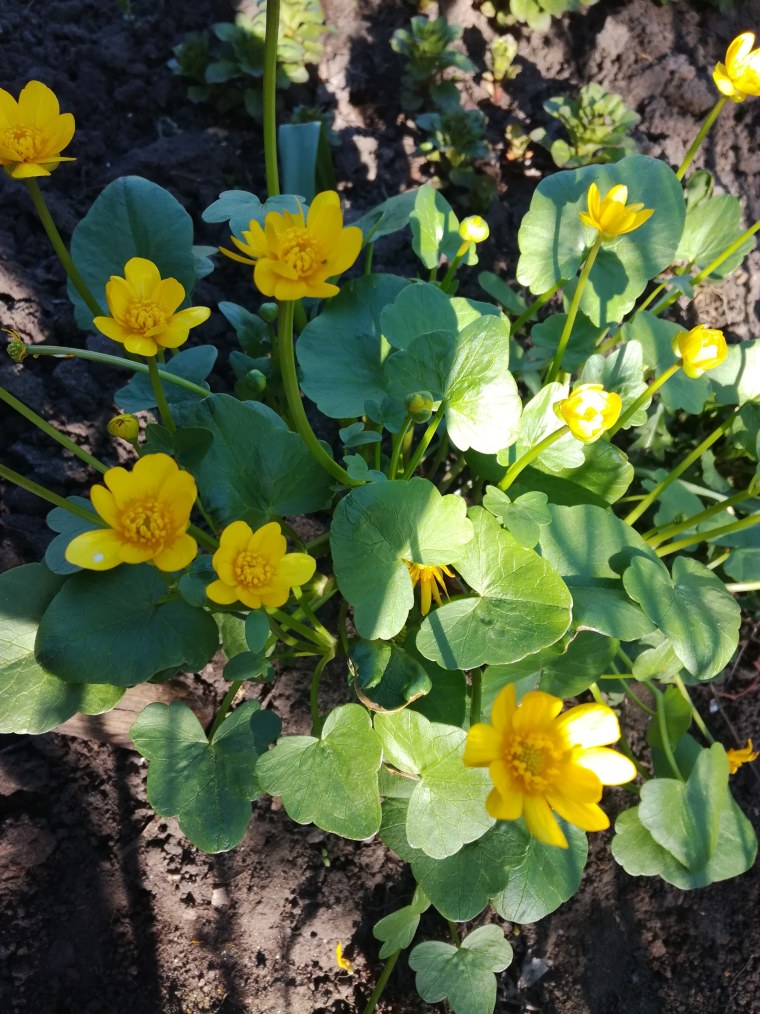 Калужница многолепестная