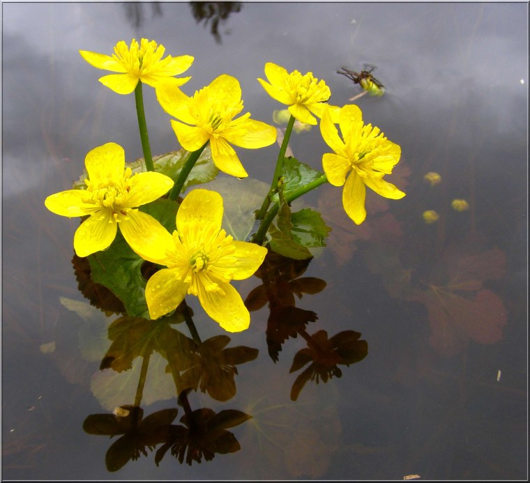 Калужница Полевая