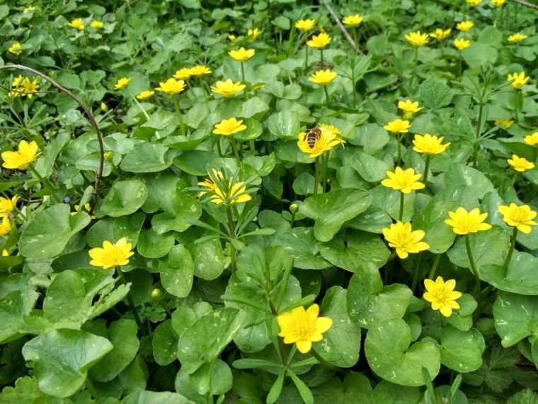 Калужница Болотная “Auenwald”