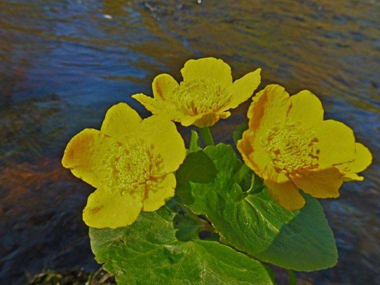 Калужница Арктическая