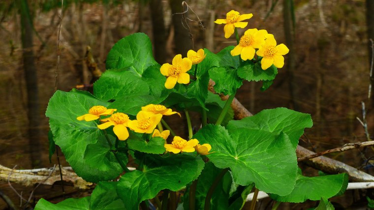 Калужница Болотная цветок