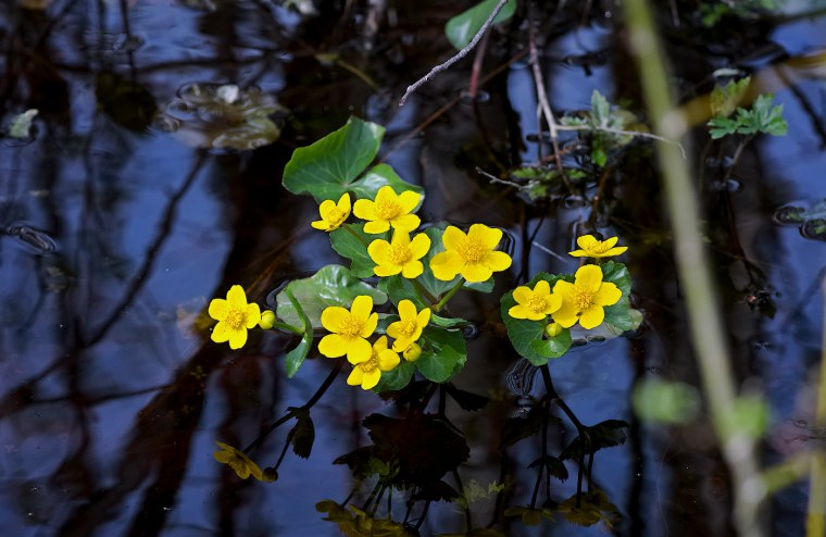 Калужница Caltha palustris