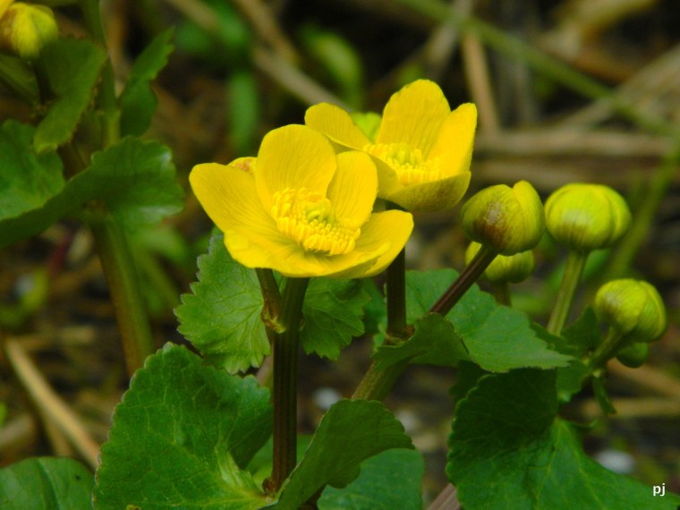 Калужница Болотная - Caltha palustris l.