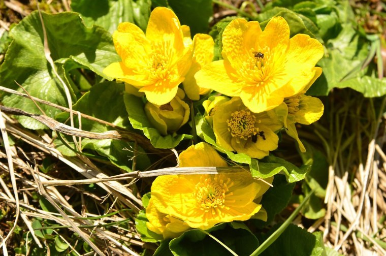 Калужница Болотная цветок