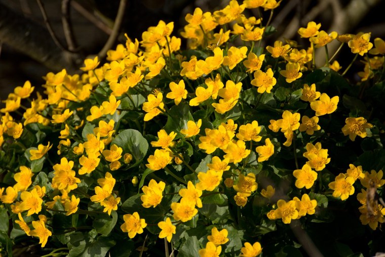 Калужница доклад