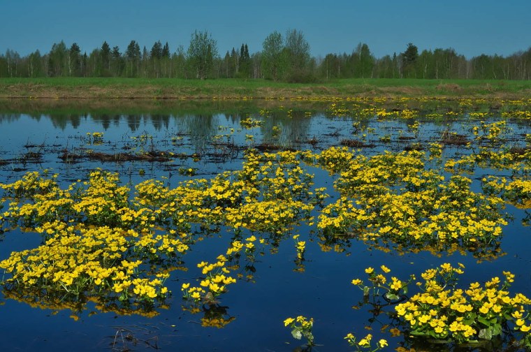 Калужница Болотная цветение