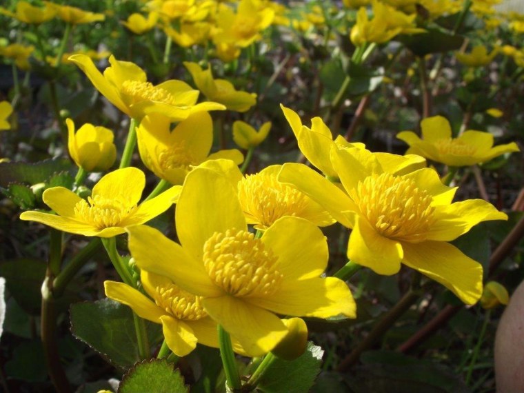 Калужница Болотная - Cltha Palstris