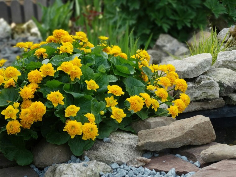 Калужница Болотная махровая