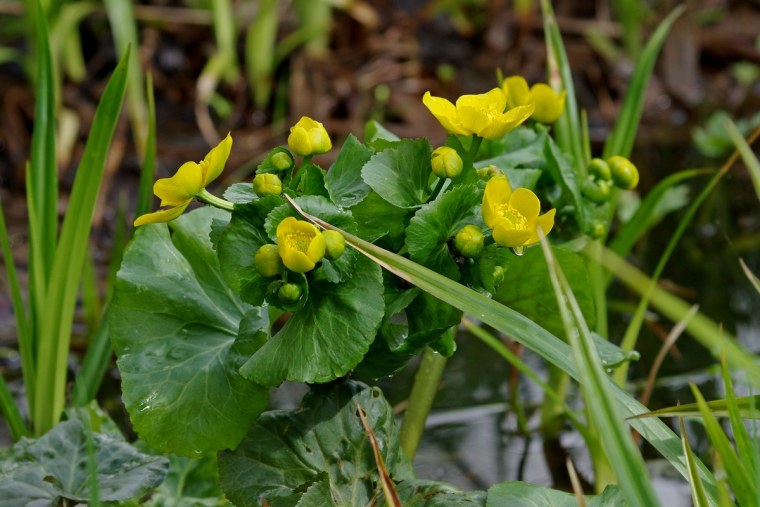 Калужница Болотная Caltha palustris