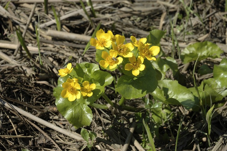 Калужница Болотная лат. Cáltha palústris