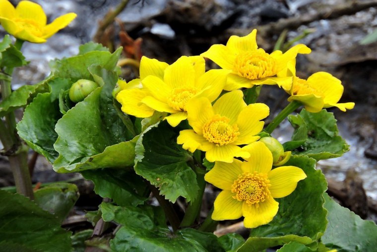 Калужница Болотная цветок