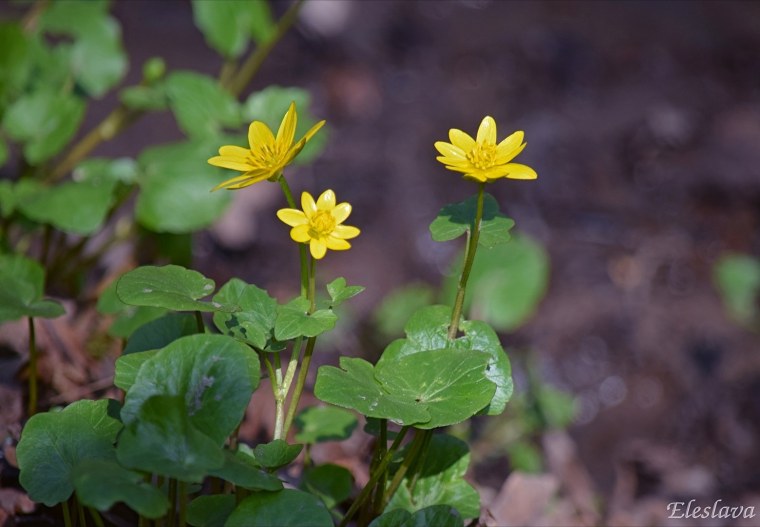 Нераспустившиеся бутоны калужницы
