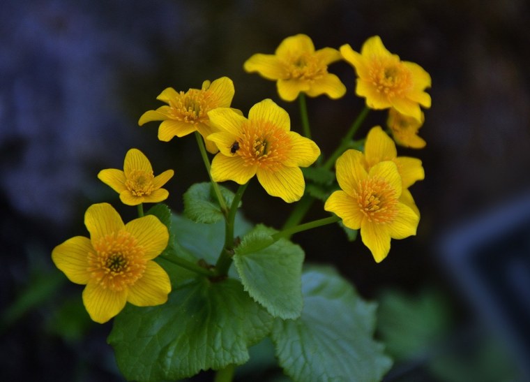Калужница Болотная Caltha palustris
