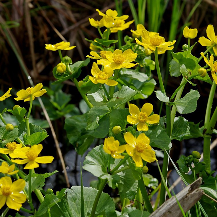 Калужница Болотная - Caltha palustris l.