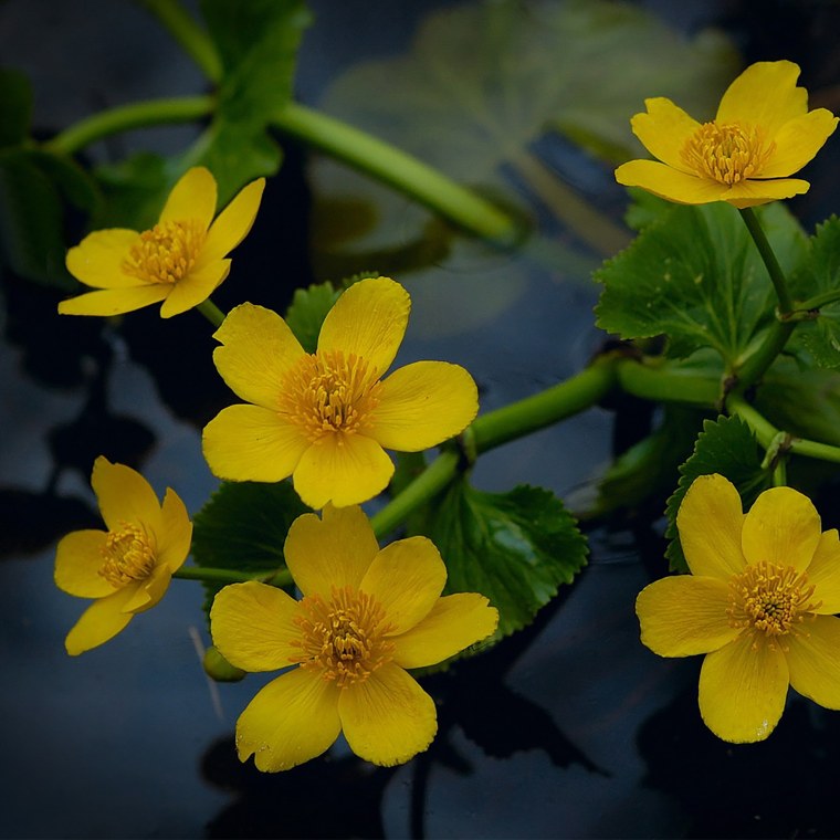 Цветок калужница Садовая