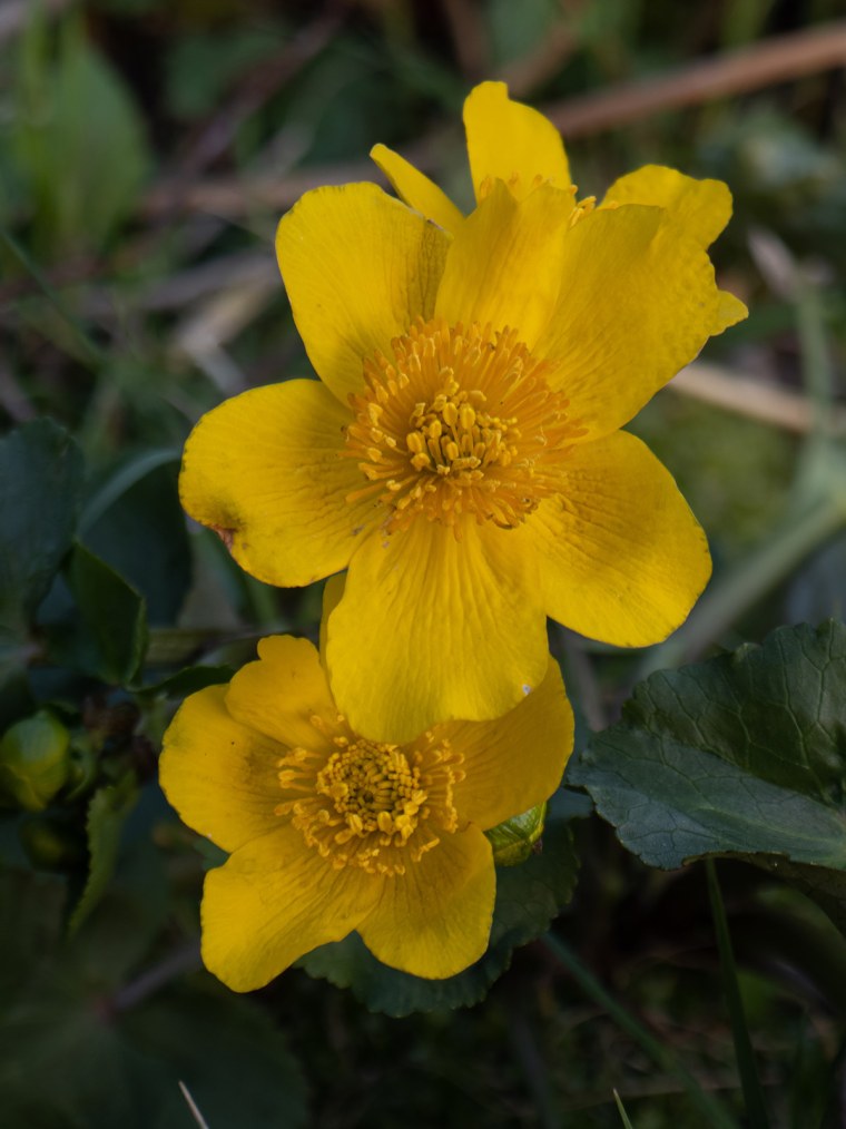 Калужница европейская